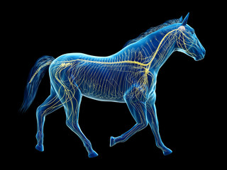 Obraz na płótnie Canvas 3d rendered medically accurate illustration of the equine anatomy - the nervous system