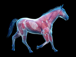 3d rendered medically accurate illustration of the equine anatomy - the muscle system © Sebastian Kaulitzki