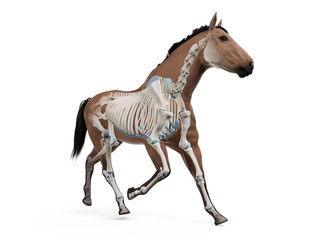 3d rendered medically accurate illustration of the equine anatomy - the skeleton © Sebastian Kaulitzki