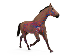 3d rendered medically accurate illustration of the equine anatomy - the vascular system