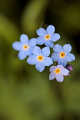 Sweet blue forget me not blooming with very small flowers