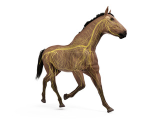 3d rendered medically accurate illustration of the equine anatomy - the nervous system