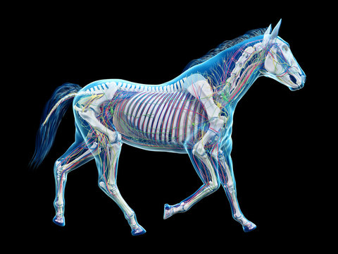 3d rendered medically accurate illustration of the equine anatomy