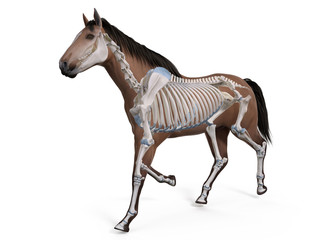 3d rendered medically accurate illustration of the equine anatomy - the skeleton - obrazy, fototapety, plakaty