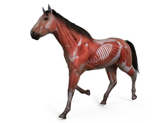 3d rendered medically accurate illustration of the equine anatomy - the muscle system © Sebastian Kaulitzki