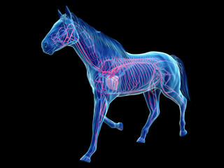3d rendered medically accurate illustration of the equine anatomy - the vascular system - obrazy, fototapety, plakaty