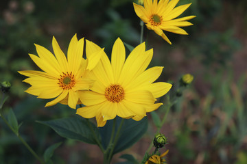 Growing yellow Helianthus Tuberosus Flower head against it's natural foliage background, also known as: Jerusalem artichoke, sunchoke, earth apple and topinambour. Food source.