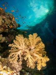 Fototapeta premium seabed in the red sea with coral and fish