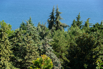 View on blue waves thru tops of rare and relict evergreens in landscape park on the Black Sea coastline. Cypress trees, cedars and many flowering trees in the Aivazovsky park in Crimea, Partenit.