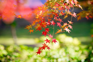 京都の秋