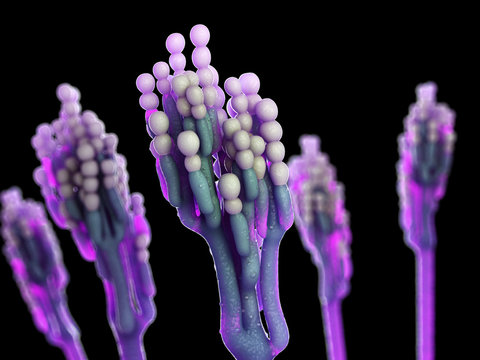 3d rendered illustration of the penicillium mold
