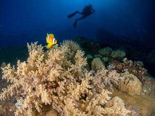 seabed in the red sea with coral and fish