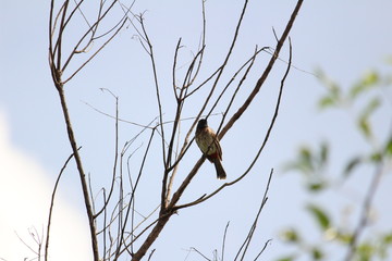 Red Vented Bulbul bird sitting on the tree or tree branch on the morning