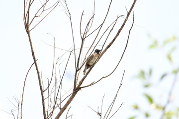 Red Vented Bulbul bird sitting on the tree or tree branch on the morning