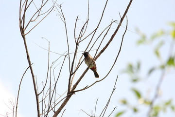 Red Vented Bulbul bird sitting on the tree or tree branch on the morning