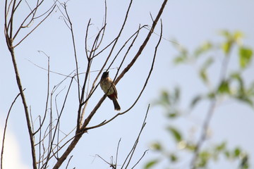 Red Vented Bulbul bird sitting on the tree or tree branch on the morning
