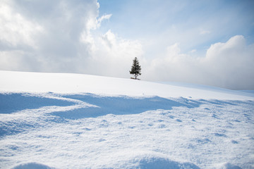 美瑛冬の一本木