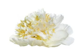 Delicate yellowish peony flower isolated on a white background.