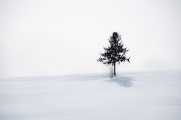 雪影一本木