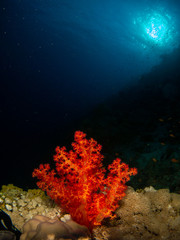 seabed in the red sea with coral and fish