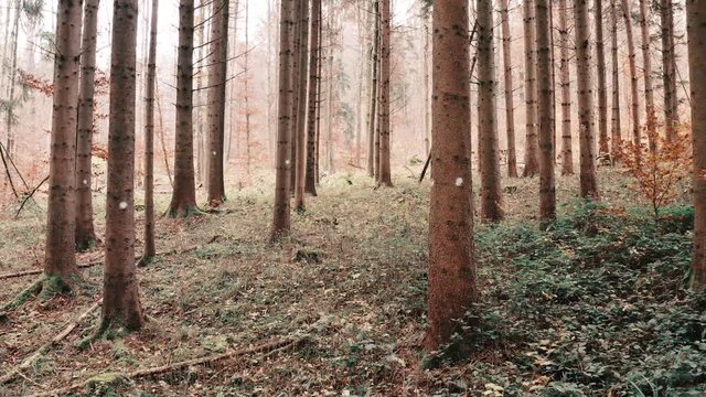 Flying through the woods in November in 4K Aspen Look color graded