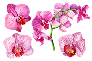 set of tropical pink flowers and flowering branch of orchids on white background, watercolor illustration