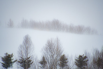 吹雪の美瑛