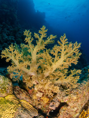 Naklejka na ściany i meble seabed in the red sea with coral and fish