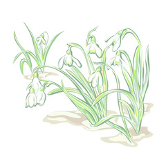 White flowers snowdrop, flowering plants to bloom. Spring time. - 305647350
