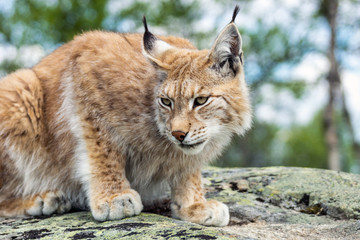 Closeup and detailed animal wildlife portrait of a beautiful eurasian lynx (lynx lynx, felis lynx), outdoors in the wilderness. Eye contact and close encounter, details of tufts and face. 