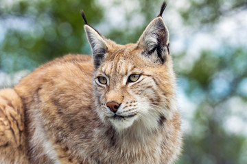 Gros plan et portrait détaillé de la faune animale d& 39 un beau lynx eurasien (lynx lynx, felis lynx), à l& 39 extérieur dans la nature sauvage. Contact visuel et rencontre rapprochée, détails des touffes et du visage.