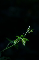 grüne Pflanze im Dunkeln