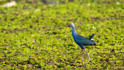 Purple Swamphen (Purple Gallinue) stand on green grass  at Bueng Borapet ((the largest fresh water lake in Nakorn Sawan province , Thailand).