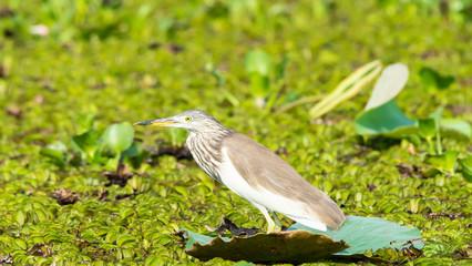 Javan Pond heron  (Ardeola speciosa) (Non-breeding plumage) stand alone on lotus leaf at Bueng Boraphet (the largest freshwater swamp and lake in central Thailand).