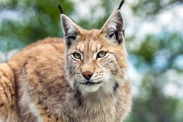 Crédence de cuisine en verre imprimé Lynx Gros plan et portrait détaillé de la faune animale d& 39 un beau lynx eurasien (lynx lynx, felis lynx), à l& 39 extérieur dans la nature. Contact visuel et rencontre rapprochée, détails des touffes et du visage.