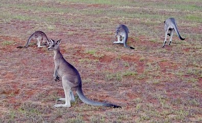 Kangaroos in Hunter Valley NSW Australia