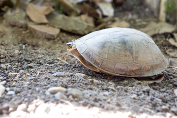 The turtle is in the shell.