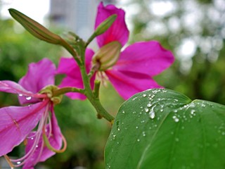 Cherry Blossom with morning dew, Taipeh, Taiwan