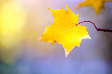 Naklejka na ściany i meble Autumn background-yellow maple leaves in the city Park
