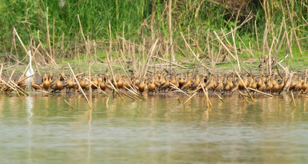 Flock of Lesser Whistling Duck , one of migratory birds at Bueng Boraphet (the largest freshwater swamp and lake in central Thailand).