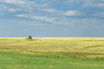 field covered with green and yellow trough burnt in the sun, with a lonely standing small green tree