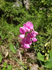 Fototapeta premium orchidee provence sauvage garrigue