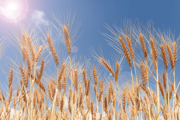 ripened states of wheat ears and their condition in summer heat