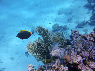Fototapeta na wymiar the underwater world of the Red Sea, living corals