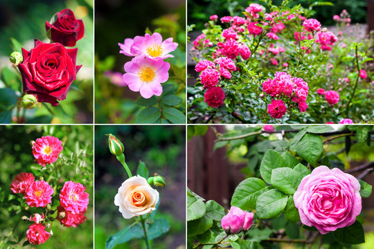 Collage of images of various beautiful roses