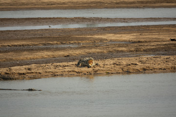Crocodile with open mouth in the river shore