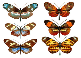 set of beautiful tropical butterfly on white background, watercolor illustration