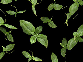 3d rendered food illustration  of basil