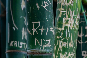 Careless humans carved texts on the bark of bamboo trees in Adelaide Botanic Garden