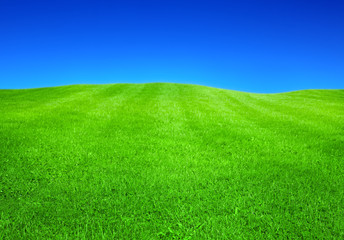 green grass and blue sky